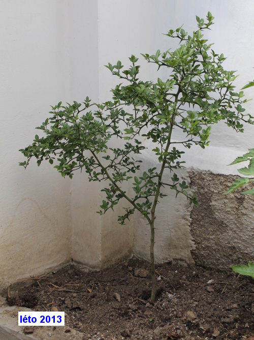 Poncirus Trifoliata 'Pomeroy' – Porte-greffe Agrume Rustique, Godet 6-10 Cm, Résistant Jusqu’à -25°C
